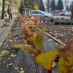 Nowe nasadzenia przy ul. Cmentarnej