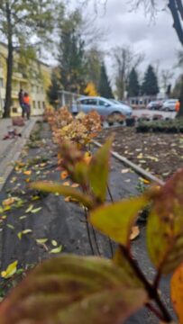 Nowe nasadzenia przy ul. Cmentarnej