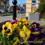 Wiosna w przestrzeni miejskiej – nasadzenia