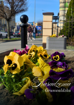 Wiosna w przestrzeni miejskiej – nasadzenia