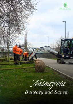 Nowe nasadzenia drzew i roślin na terenie Jarosławia