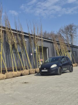 52 drzewa już u nas – czas na nasadzenia