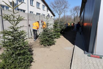Nasadzenia choinek z ul. Grodzkiej przy ul. Zamkowej